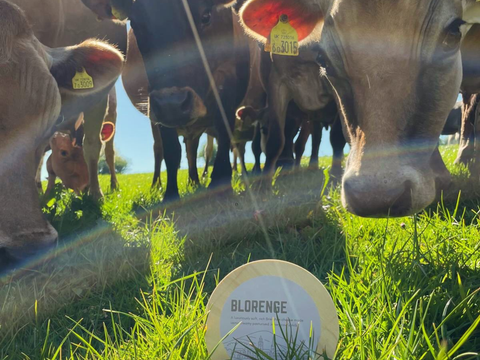 Our new Brie-style cheese, Blorenge, has arrived